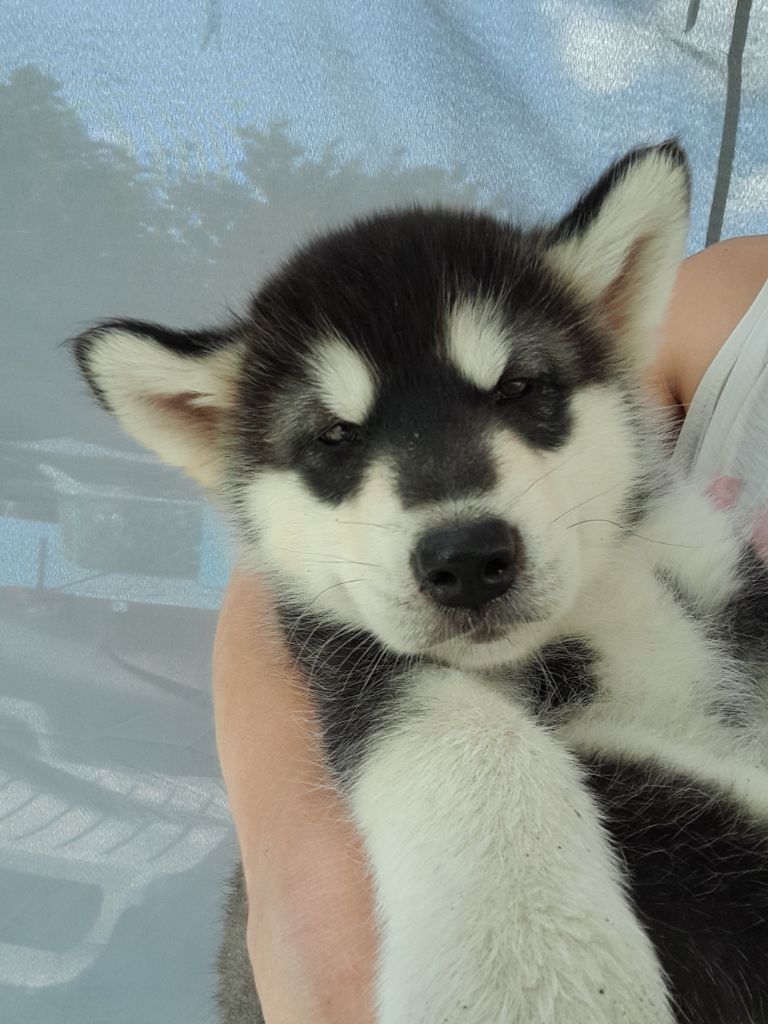 Des Crocs Blancs D'Alaska - Alaskan Malamute - Portée née le 08/05/2022