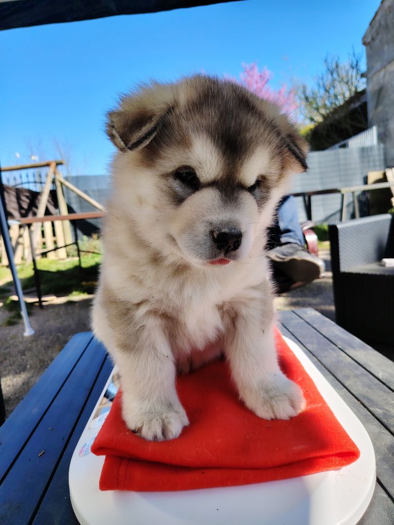 Des Crocs Blancs D'Alaska - Chiots disponibles - Alaskan Malamute