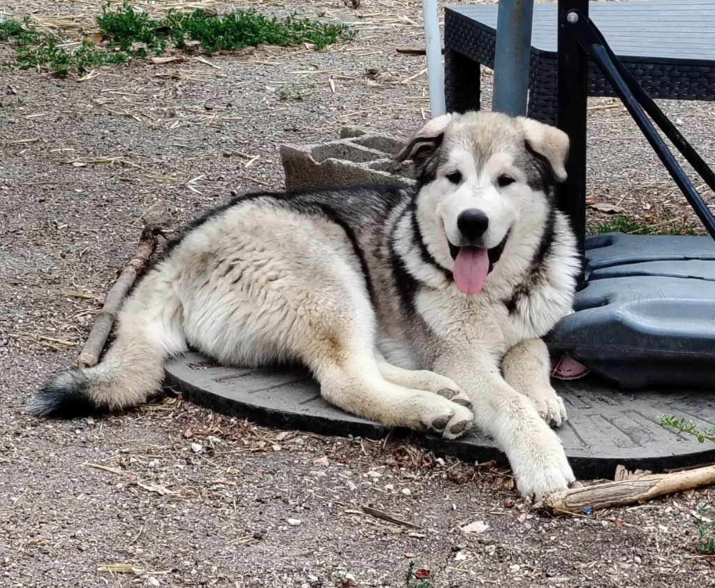 Des Crocs Blancs D'Alaska - Chiots disponibles - Alaskan Malamute