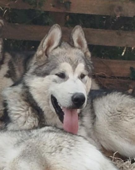 Des Crocs Blancs D'Alaska - Chiots disponibles - Alaskan Malamute